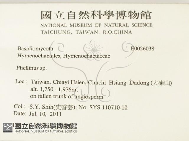 木層孔菌屬藏品圖，第2張