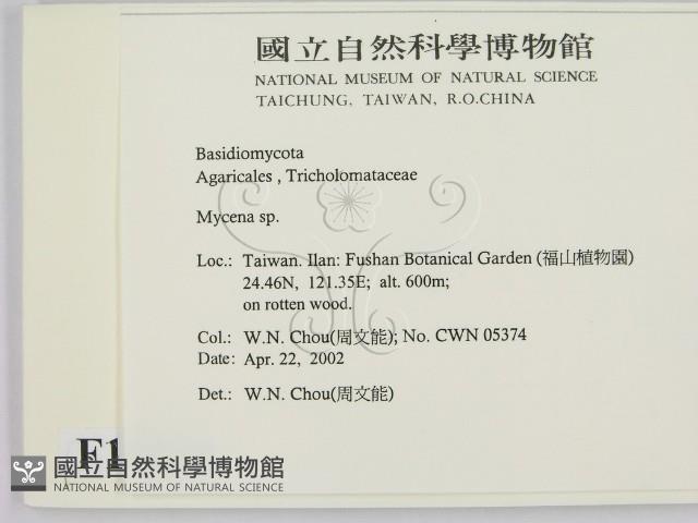 小菇屬藏品圖，第2張