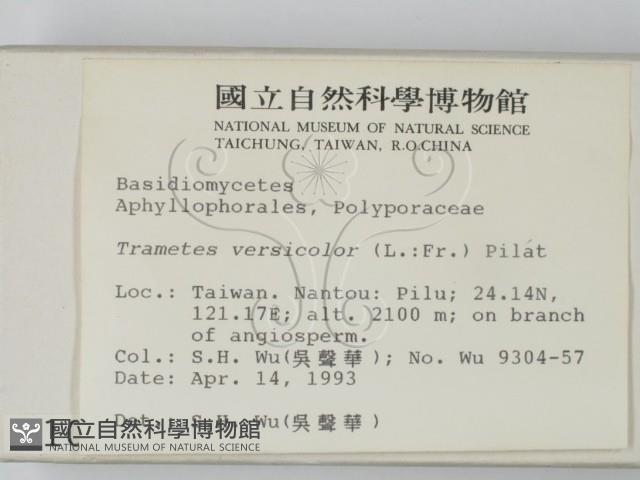 雲芝藏品圖，第2張