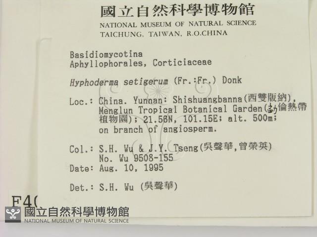 剛毛絲皮菌藏品圖，第2張