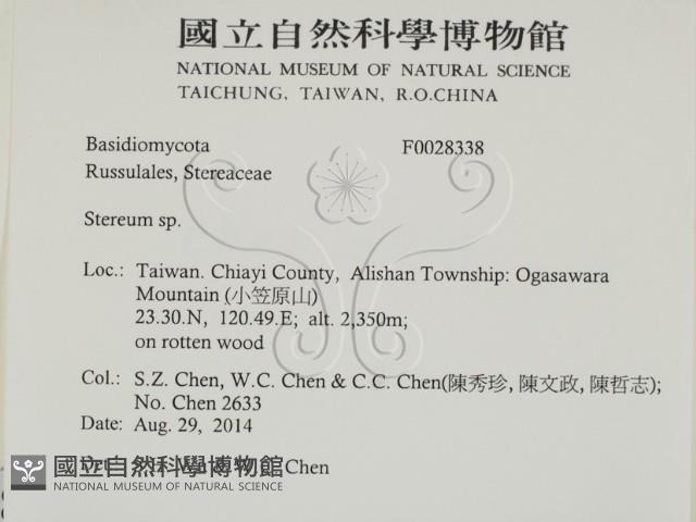 韌革菌屬藏品圖，第2張