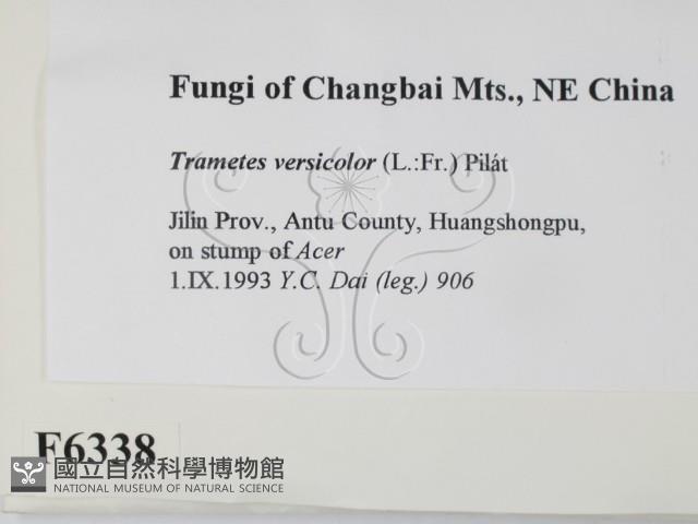 雲芝藏品圖，第2張