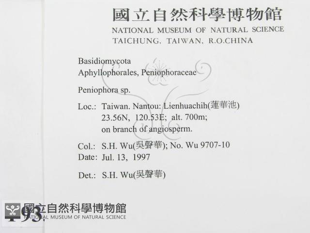 筍殼菌屬藏品圖，第2張