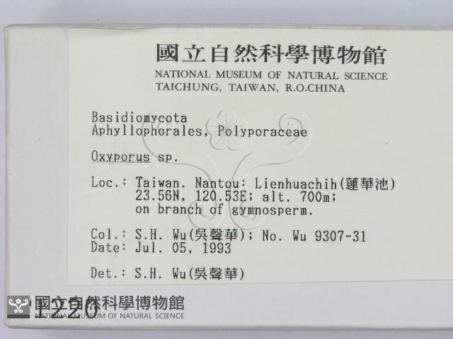 銳孔菌屬藏品圖，第2張
