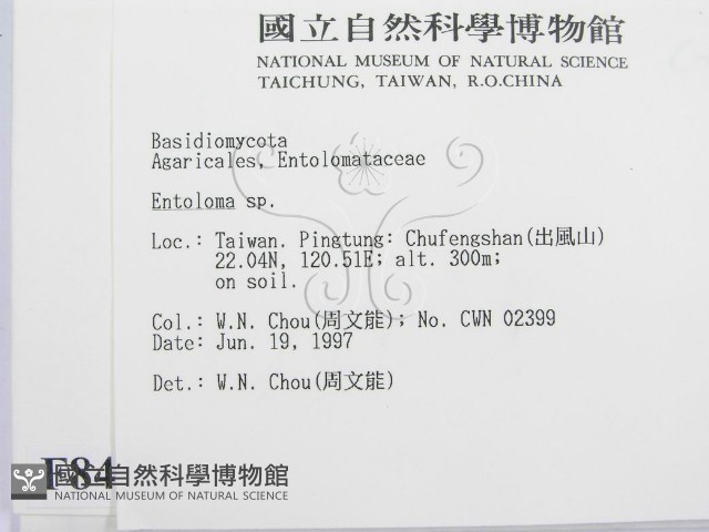 粉褶菌屬藏品圖，第2張