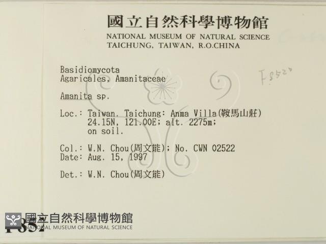 鵝膏屬藏品圖，第2張