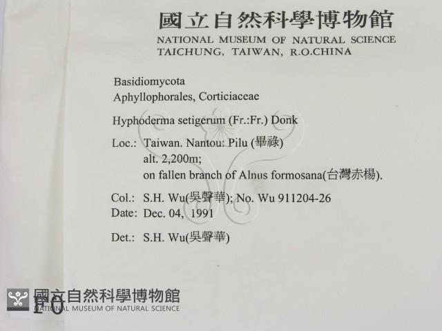 剛毛絲皮菌藏品圖，第2張