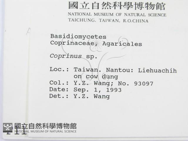 鬼傘屬藏品圖，第2張