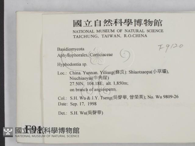 絲齒菌屬藏品圖，第2張