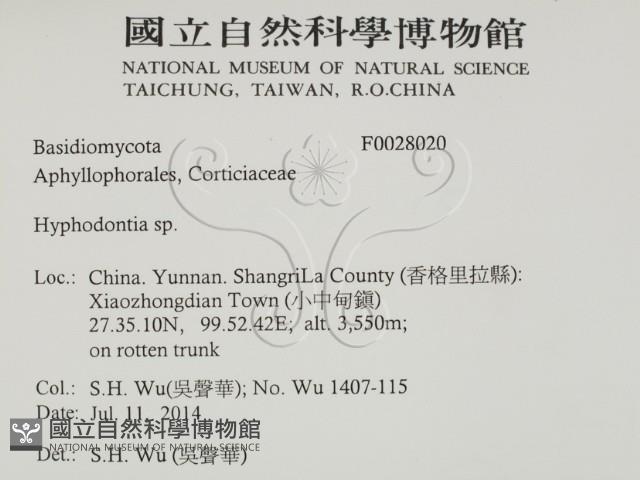 絲齒菌屬藏品圖，第2張