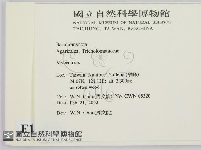 小菇屬藏品圖，第2張