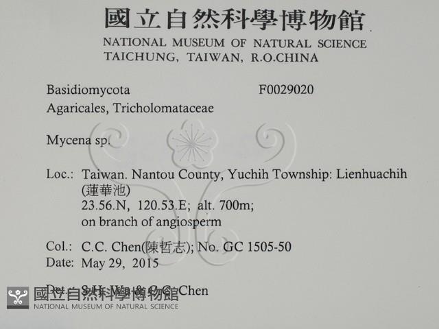 小菇屬藏品圖，第2張