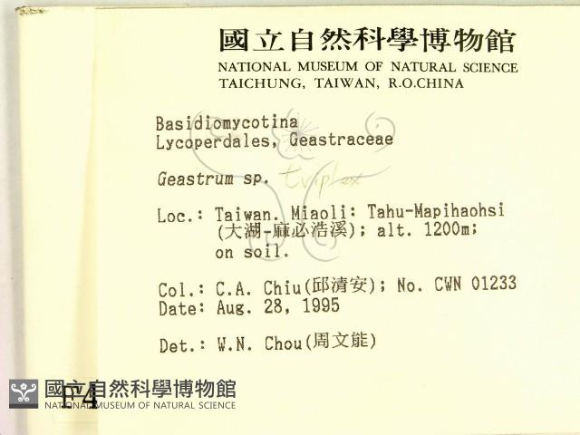 地星屬藏品圖，第2張