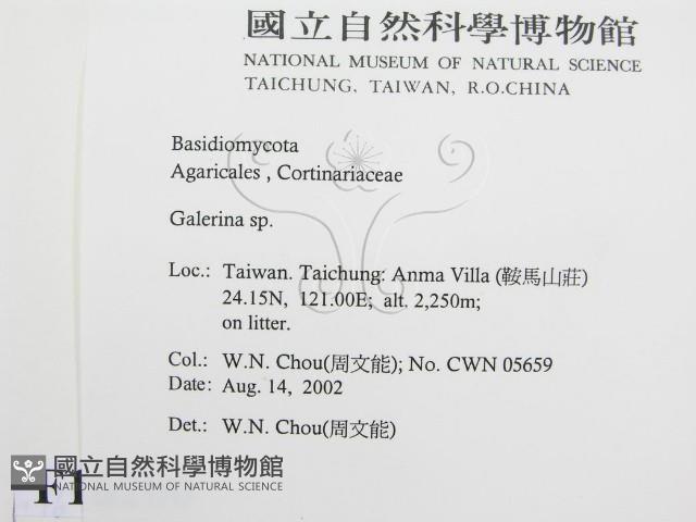 盔孢傘屬藏品圖，第2張