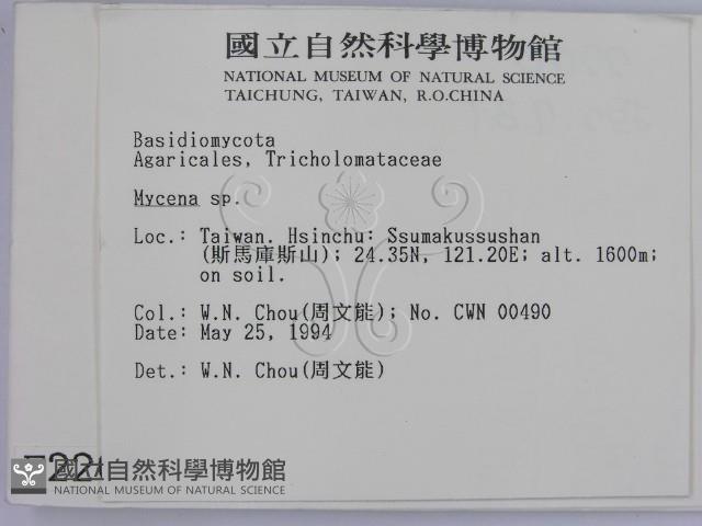 小菇屬藏品圖，第2張