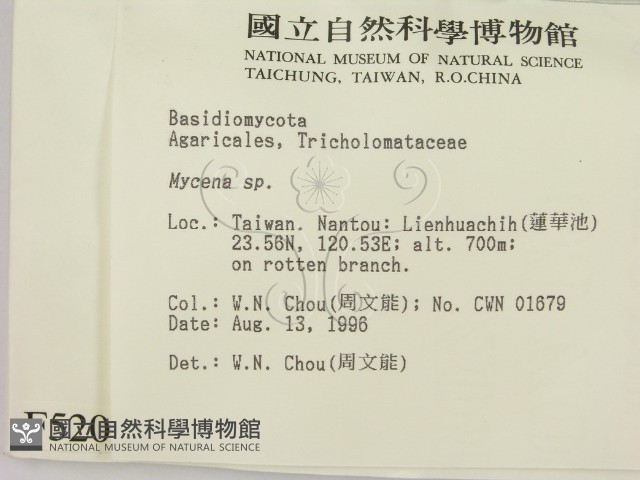 小菇屬藏品圖，第2張