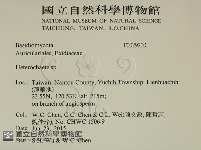 刺皮菌屬藏品圖，第2張