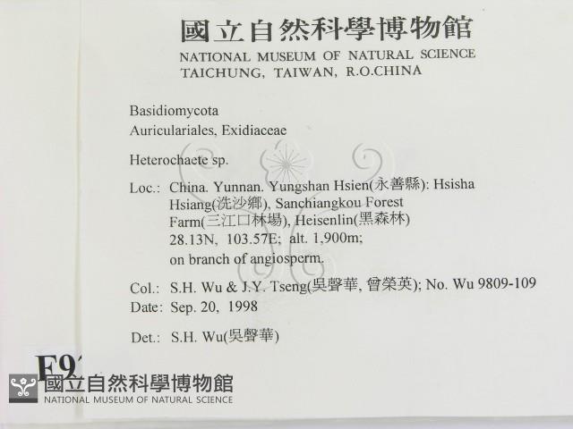 刺皮菌屬藏品圖，第2張