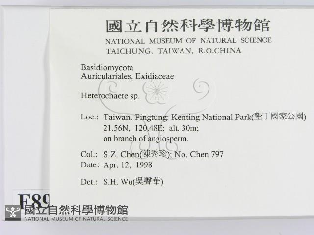 刺皮菌屬藏品圖，第2張