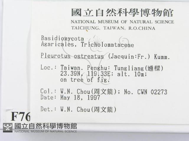 糙皮側耳藏品圖，第2張