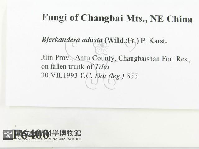 煙管菌藏品圖，第2張