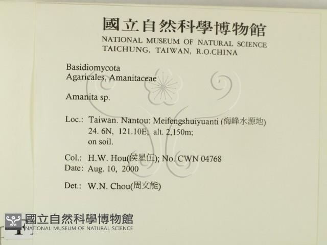 鵝膏屬藏品圖，第2張