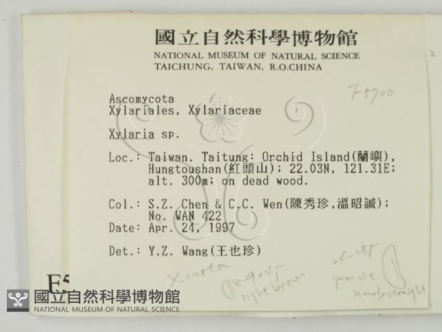 炭角菌屬藏品圖，第2張