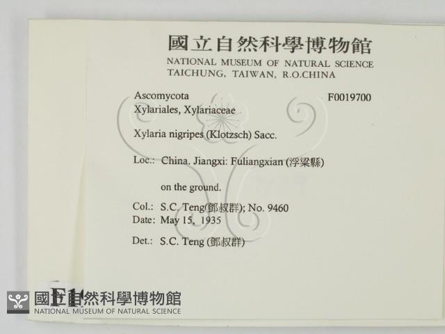 登錄號:F0019700藏品圖，第2張