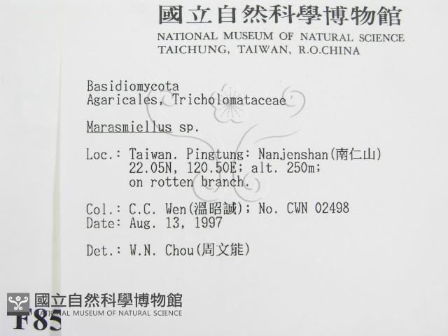 微皮傘屬藏品圖，第2張