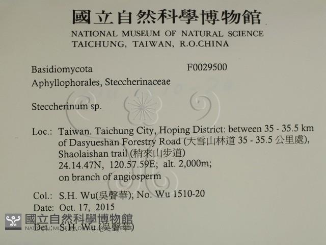 齒耳菌屬藏品圖，第2張