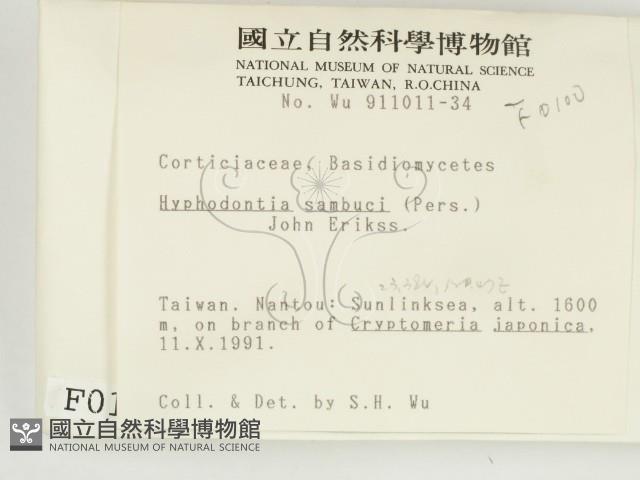 冇骨消絲齒菌藏品圖，第2張