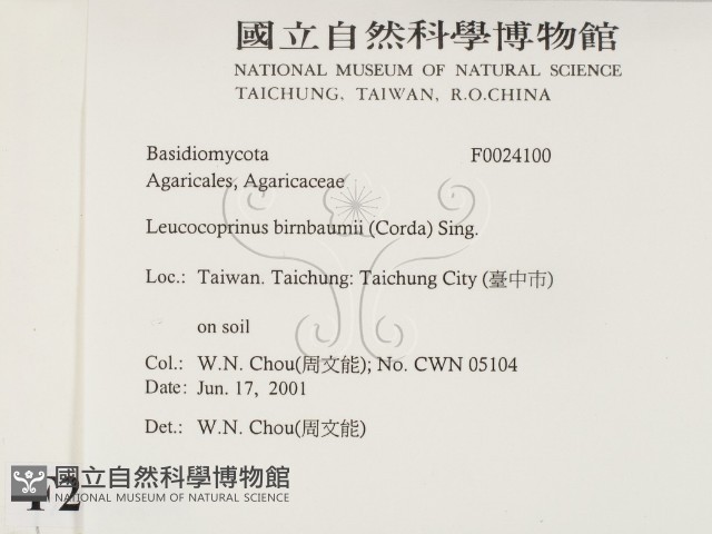 純黃白鬼傘藏品圖，第2張