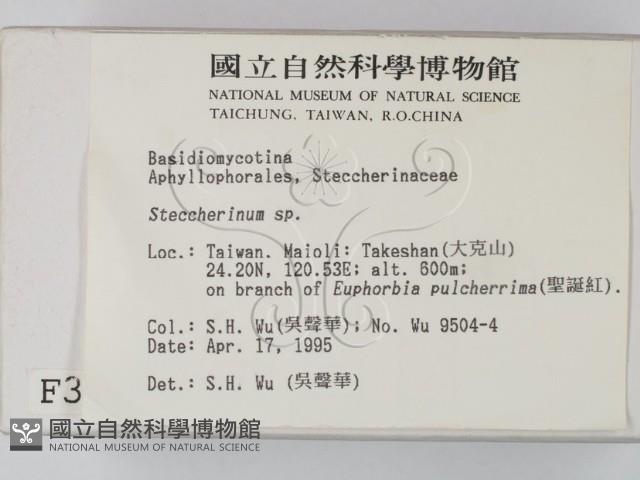 齒耳菌屬藏品圖，第2張