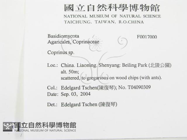 鬼傘屬藏品圖，第2張