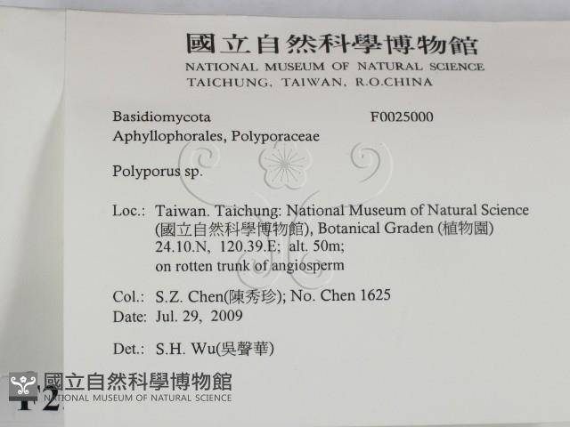 多孔菌屬藏品圖，第2張