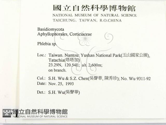 射脈菌屬藏品圖，第2張