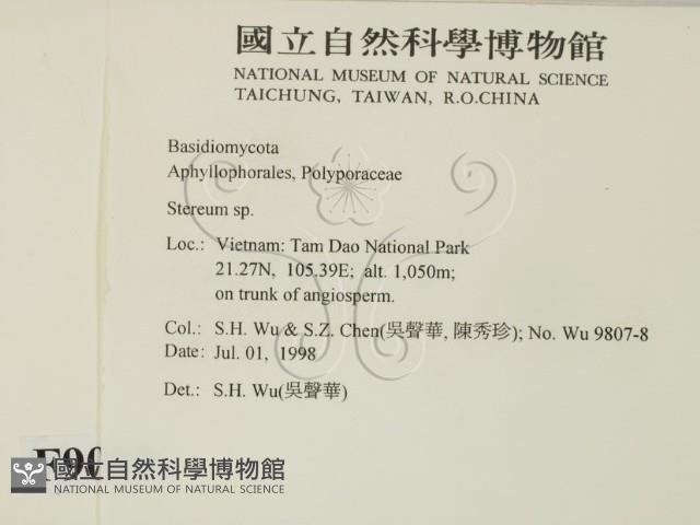 韌革菌屬藏品圖，第2張