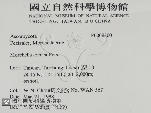 尖頂羊肚菌藏品圖，第2張