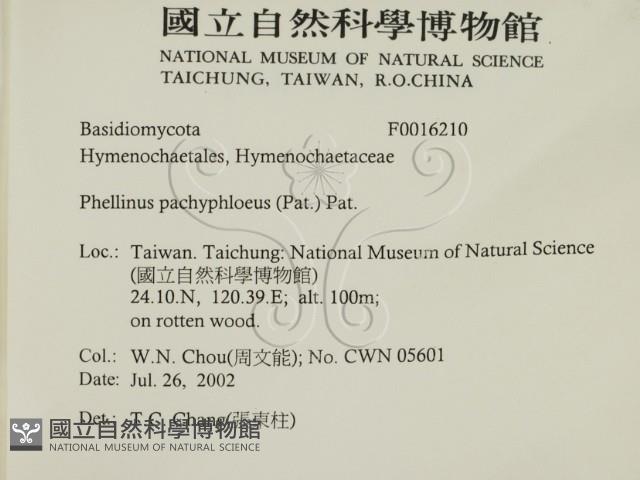 金邊纖孔菌藏品圖，第2張