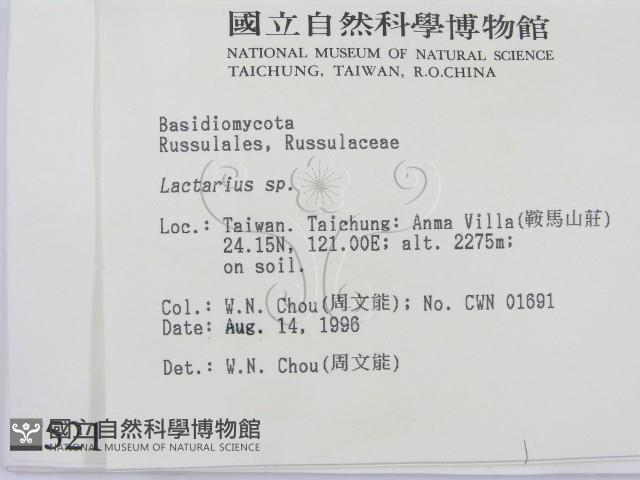 乳菇屬藏品圖，第2張