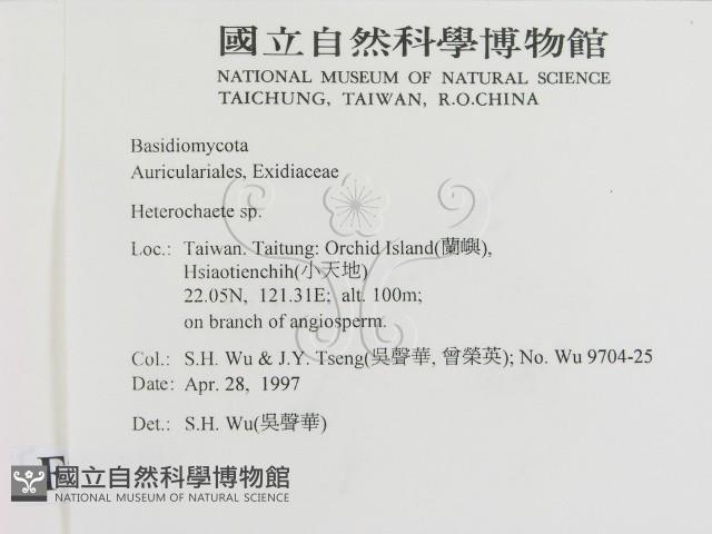 刺皮菌屬藏品圖，第2張