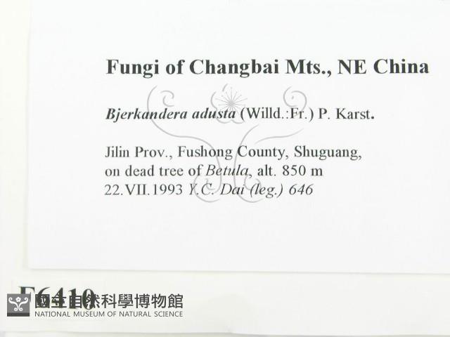 煙管菌藏品圖，第2張