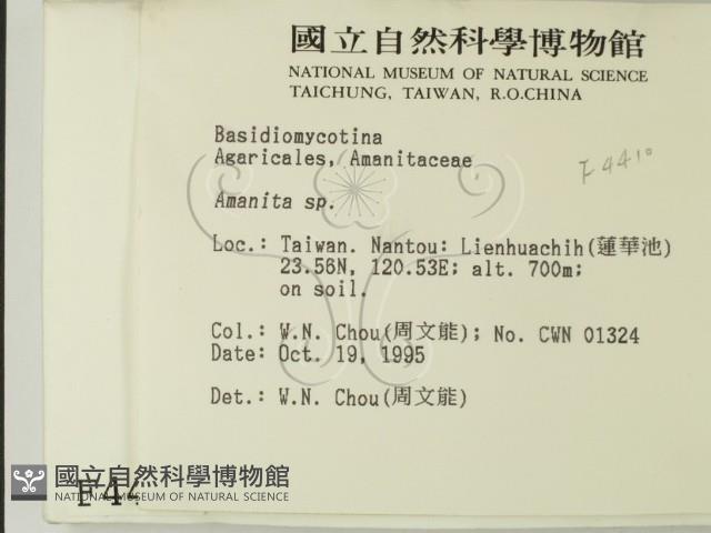 鵝膏屬藏品圖，第2張