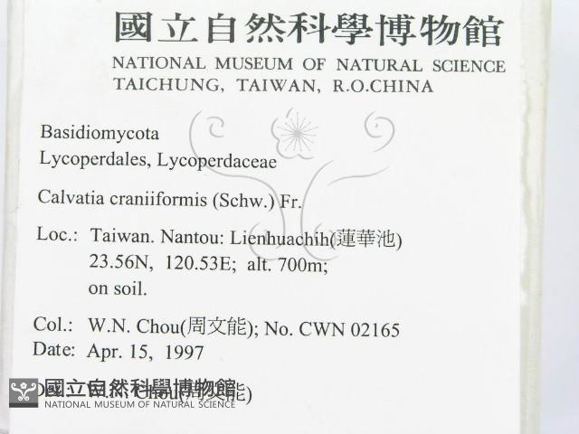 頭狀禿馬勃藏品圖，第2張