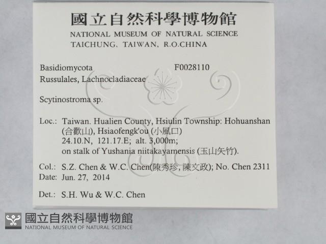 革墊菌屬藏品圖，第2張