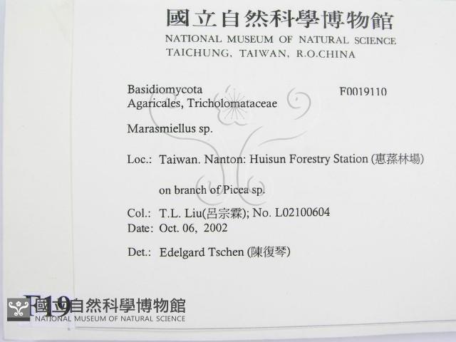 微皮傘屬藏品圖，第2張