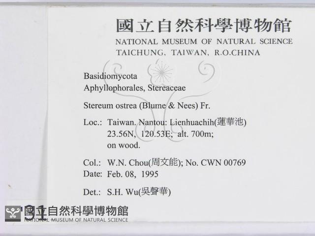 蠔韌革菌藏品圖，第2張