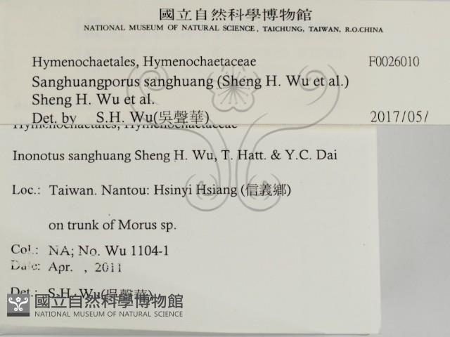 桑黃藏品圖，第2張