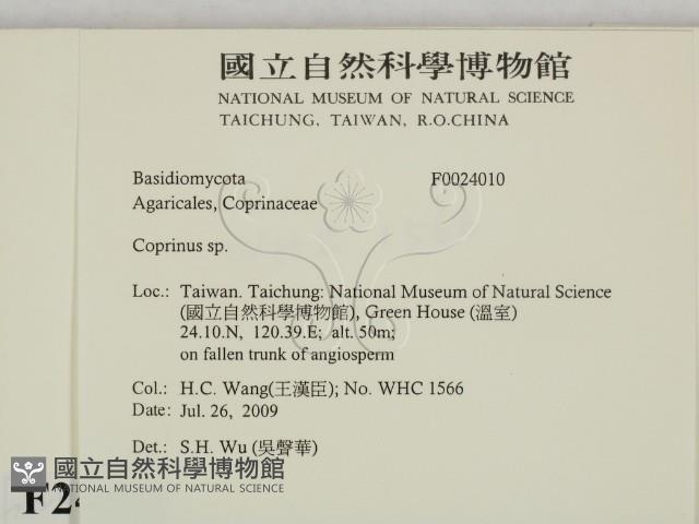 鬼傘屬藏品圖，第2張