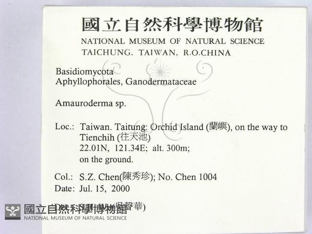 假芝屬藏品圖，第2張